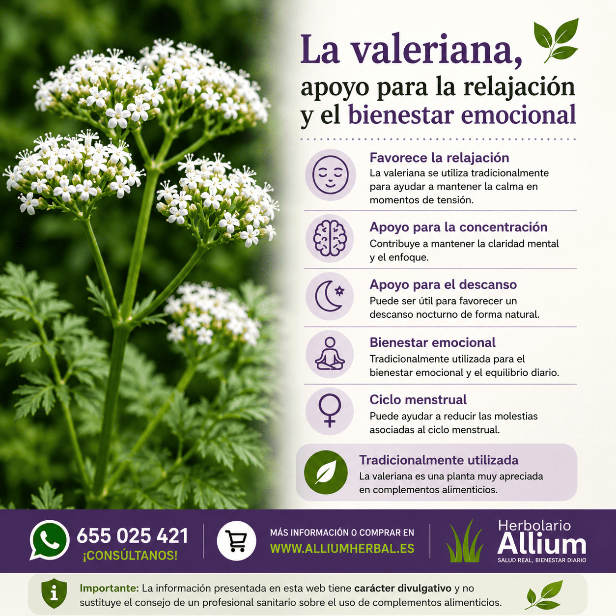 Propiedades de la valeriana Propiedades de la valeriana