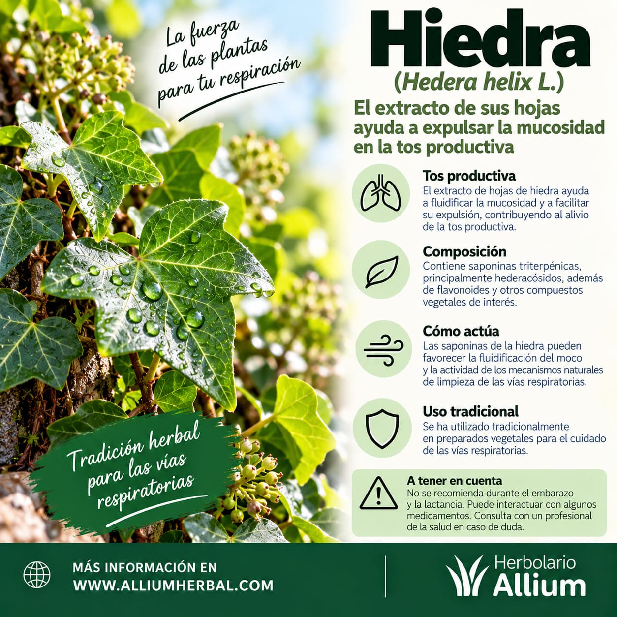 Propiedades de la hiedra