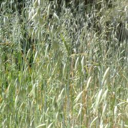 La avena