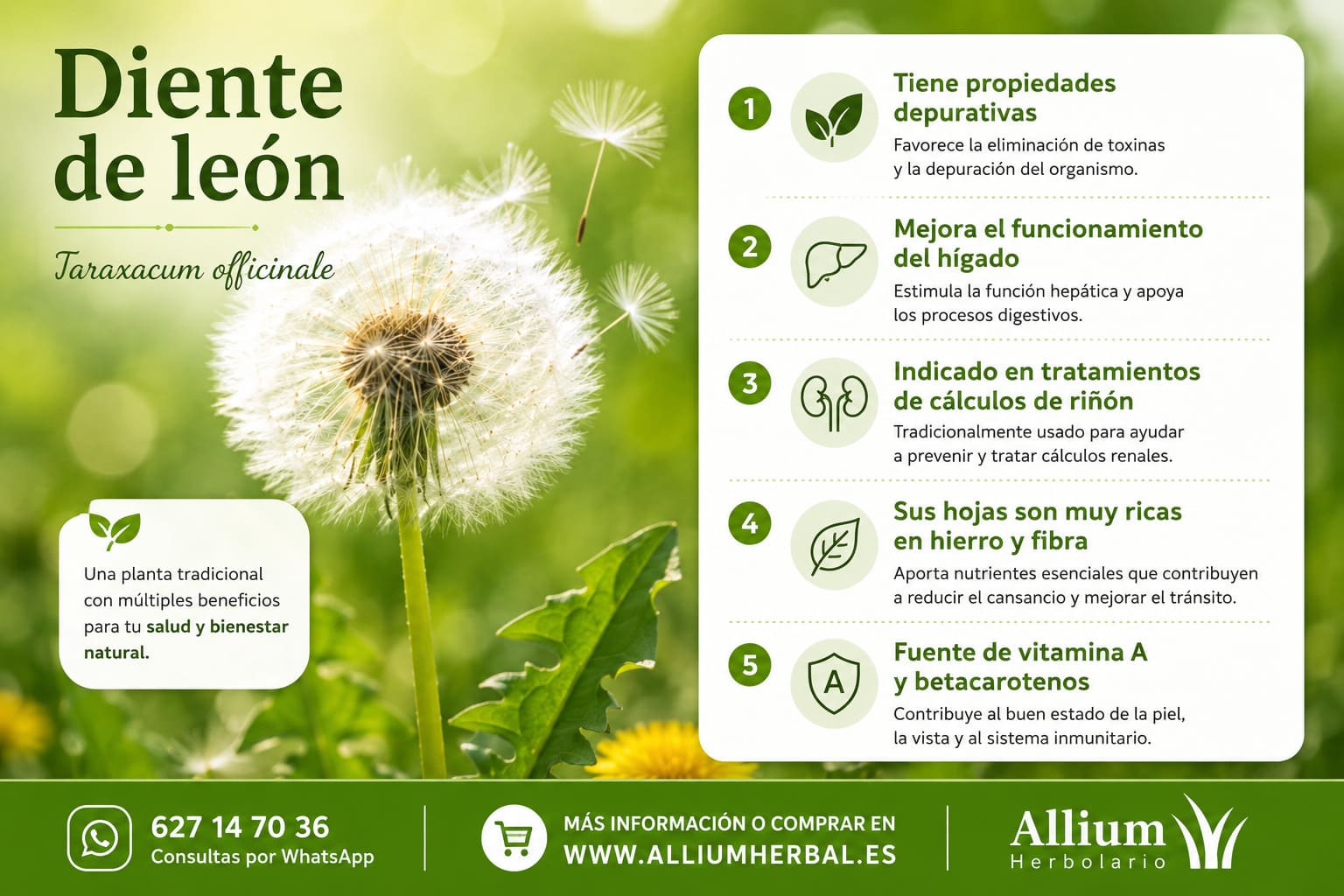 Infografía sobre las propiedades del diente de león