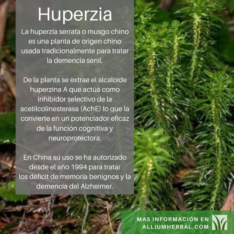 Propiedades de la huperzia serrata Propiedades de la huperzia serrata