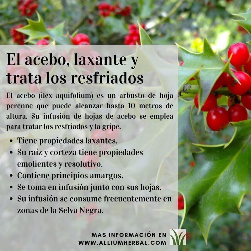 Propiedades del acebo Propiedades del acebo