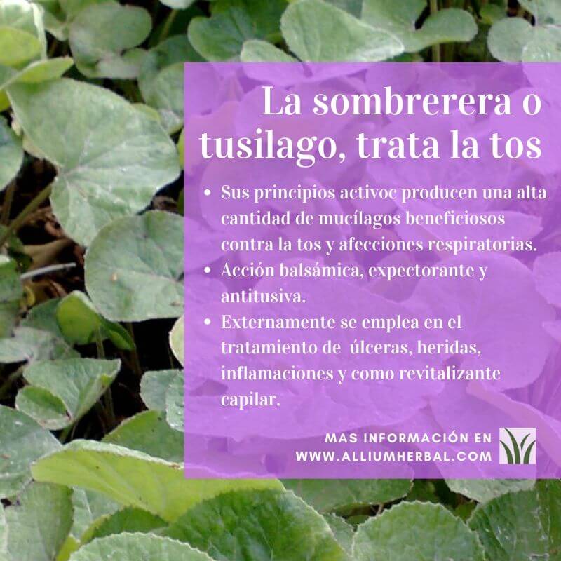 Propiedades del tusílago o sombrerera Propiedades del tusílago o sombrerera