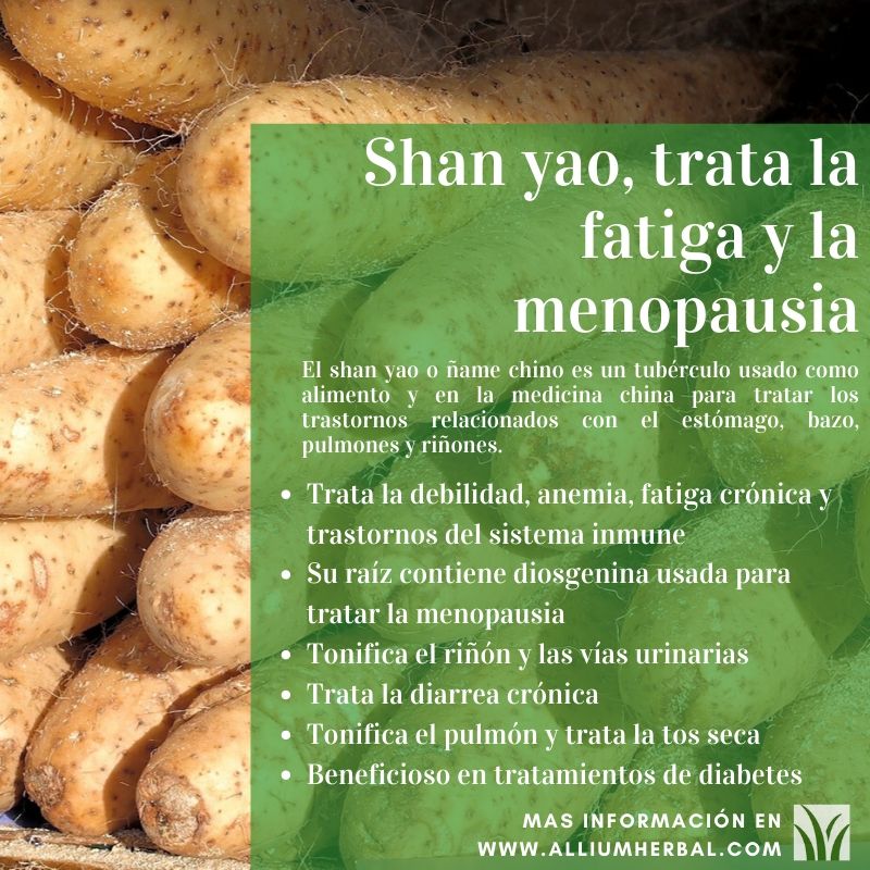 Shan yao, tubérculo chino que trata la fatiga y la menopausia