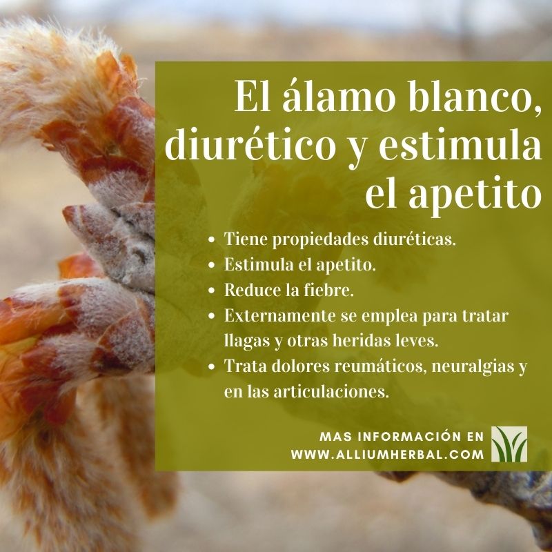 Propiedades del álamo blanco El álamo blanco, diurético y estimula el apetito