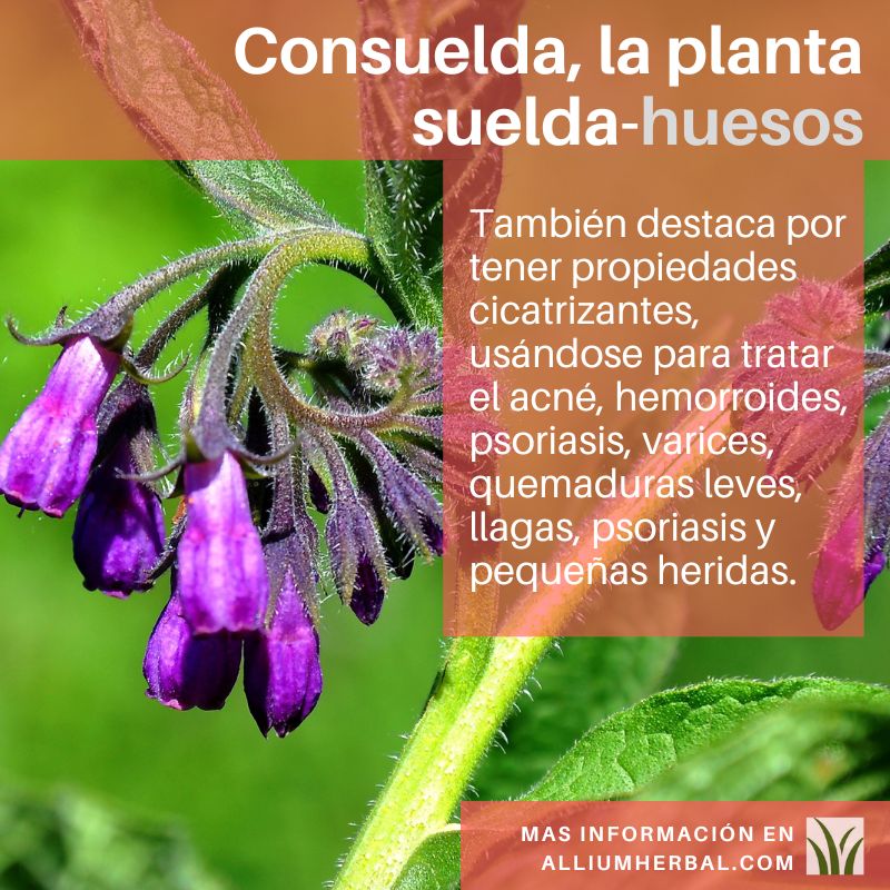 Propiedades de la consuelda Propiedades de la consuelda