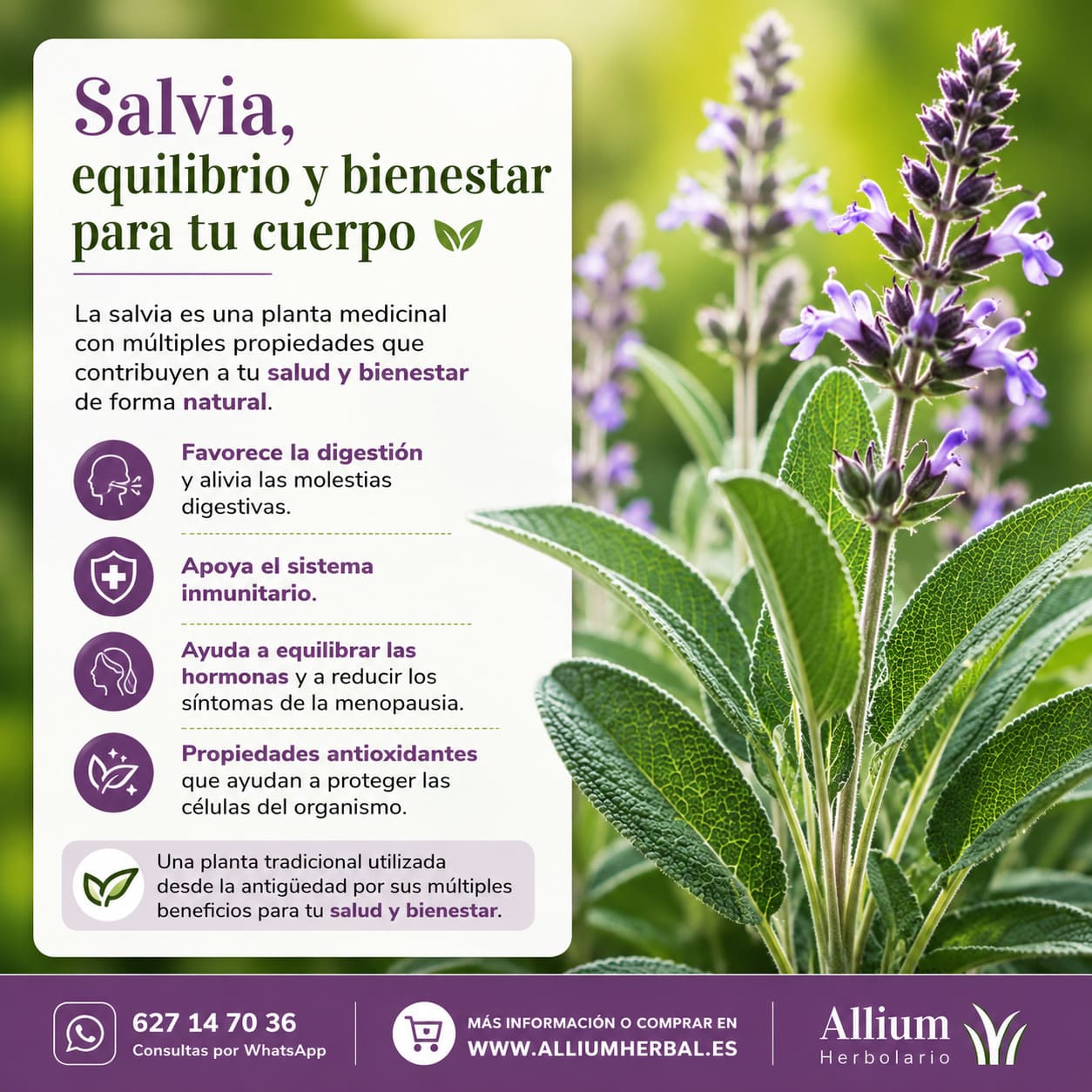 Propiedades y usos de la salvia Propiedades y usos de la salvia