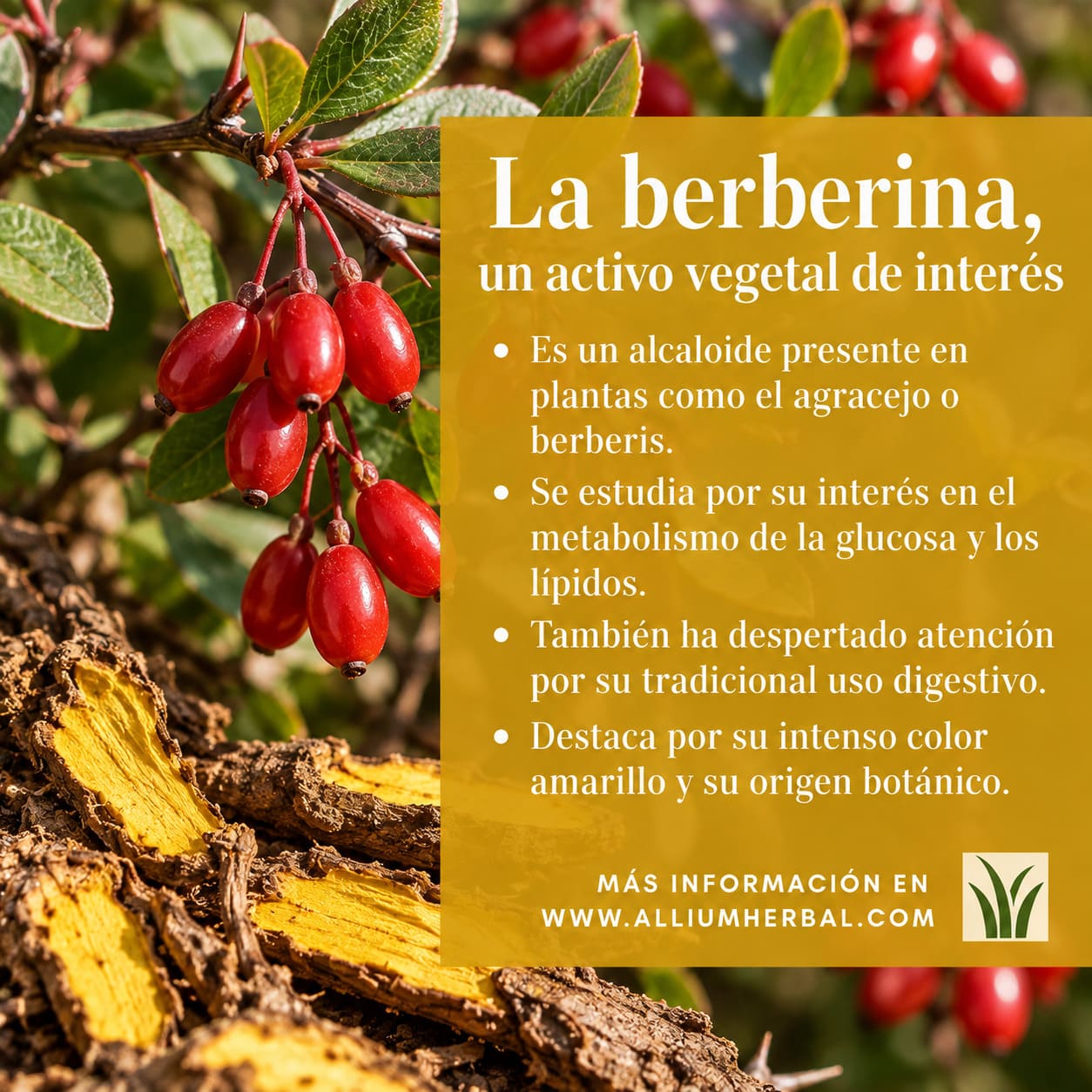Propiedades de la berberina o berberine Propiedades de la berberina o berberine