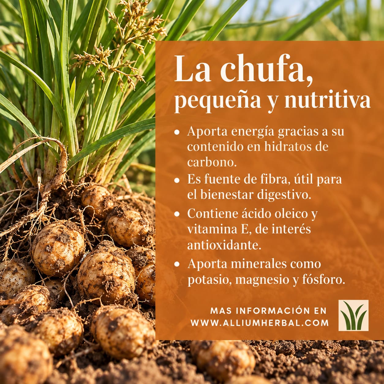 Chufa: fibra, grasas saludables y beneficios nutricionales