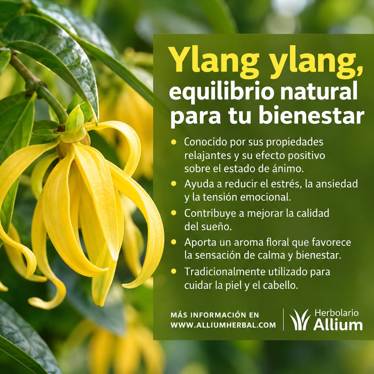 Propiedades del ylang ylang