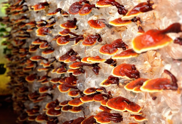 Hongo Reishi