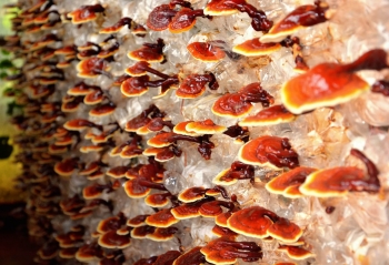 Hongo Reishi