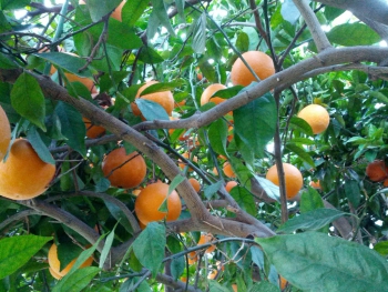 Naranjas