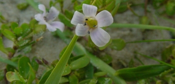 La bacopa, t&oacute;nico de la mente