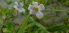 La bacopa, t&oacute;nico de la mente