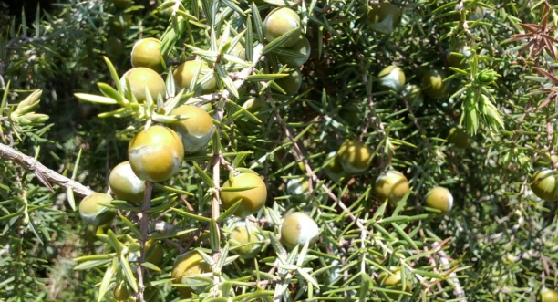 Enebro