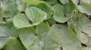 La sombrerera o tusilago,