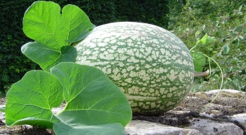 Calabaza de cidra