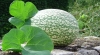 Calabaza de cidra