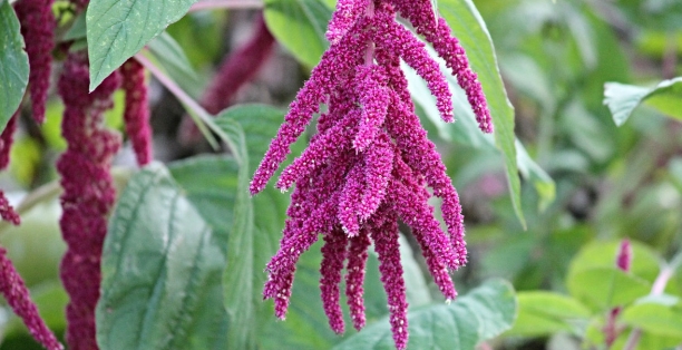 Amaranto