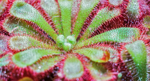 Drosera
