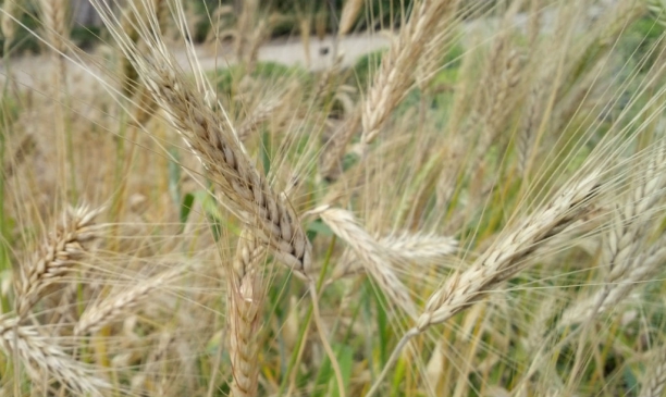 Trigo candeal