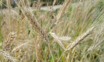 Trigo candeal