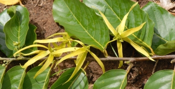 Ylang ylang: aroma floral y cuidado perfumado de la piel