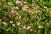 Centaurea menor o hiel de la tierra