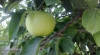Manzana
