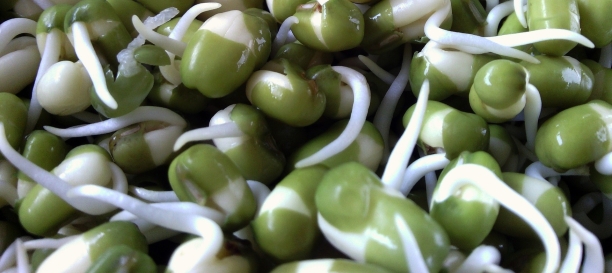 Brotes de Soja