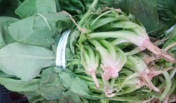 Espinacas