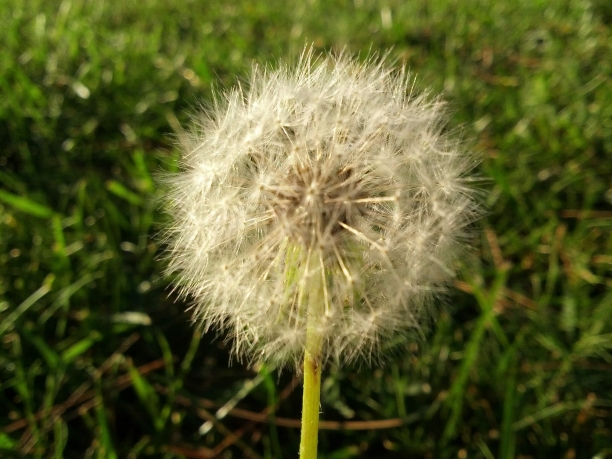 Diente de Le&oacute;n