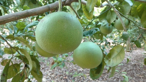El pomelo, antimicrobiano natural