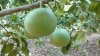 El pomelo, antimicrobiano natural