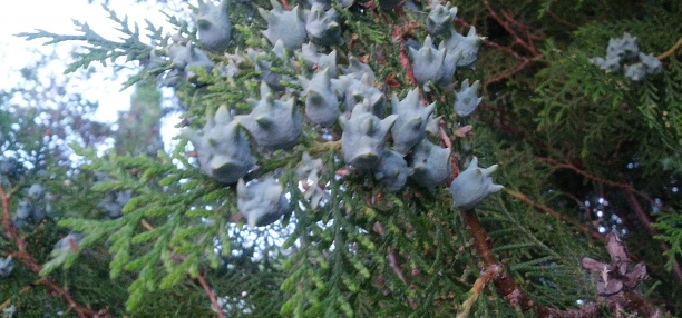 Frutos del cipr&eacute;s
