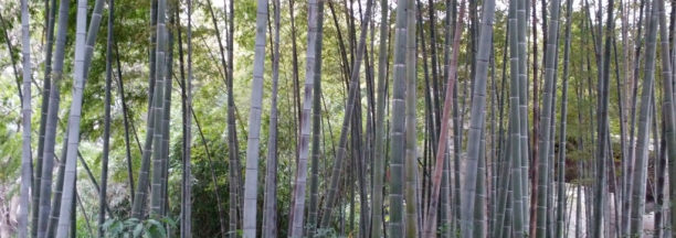 Bamb&uacute;