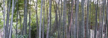 Bamb&uacute;