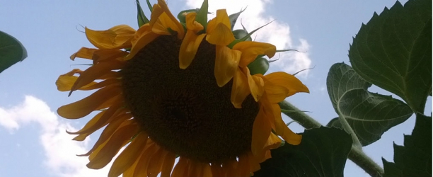 Semilla de girasol, fuente omega 3
