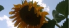 Semilla de girasol, fuente omega 3