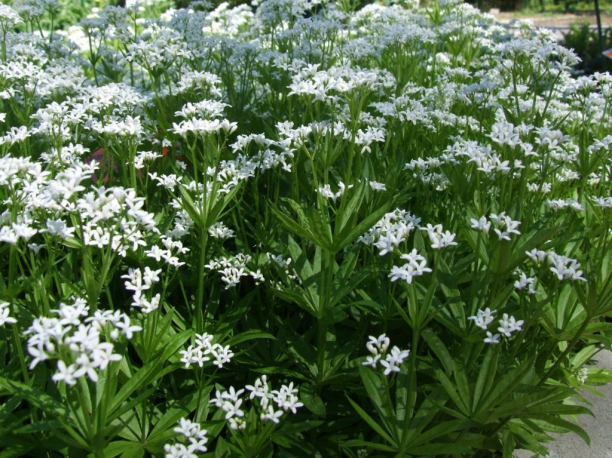 Asperula odorata Wikipedia Commons