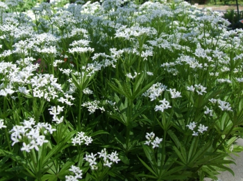 Asperula odorata Wikipedia Commons