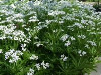Asperula odorata Wikipedia Commons