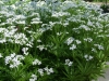 Asperula odorata Wikipedia Commons