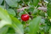Acerola, fuente de vitamina C