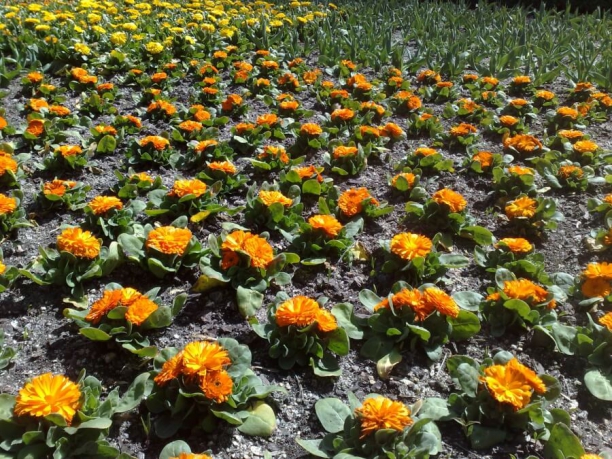 Cal&eacute;ndulas Bot&aacute;nico de Madrid