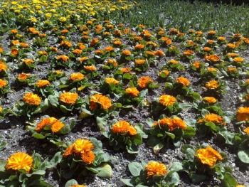 Cal&eacute;ndulas Bot&aacute;nico de Madrid
