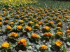 Cal&eacute;ndulas Bot&aacute;nico de Madrid