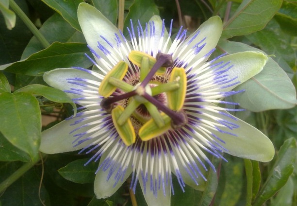 Flor de Pasiflora