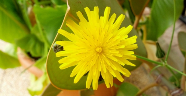 Diente de Le&oacute;n